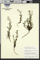 Cryptantha utahensis image