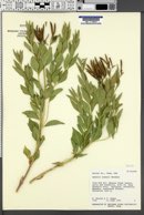 Amsonia jonesii image