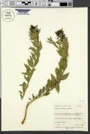 Amsonia jonesii image