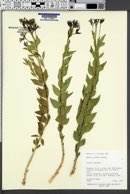 Amsonia jonesii image