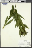 Amsonia tabernaemontana image