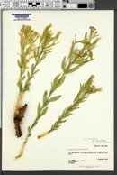 Amsonia tomentosa var. stenophylla image