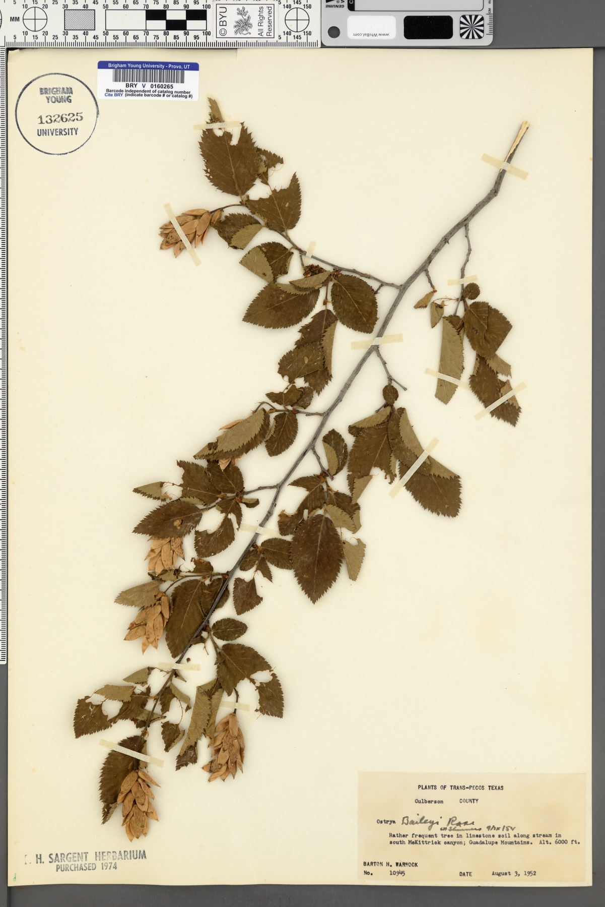 Ostrya virginiana subsp. virginiana image