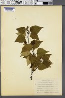 Betula populifolia image