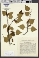 Betula platyphylla image