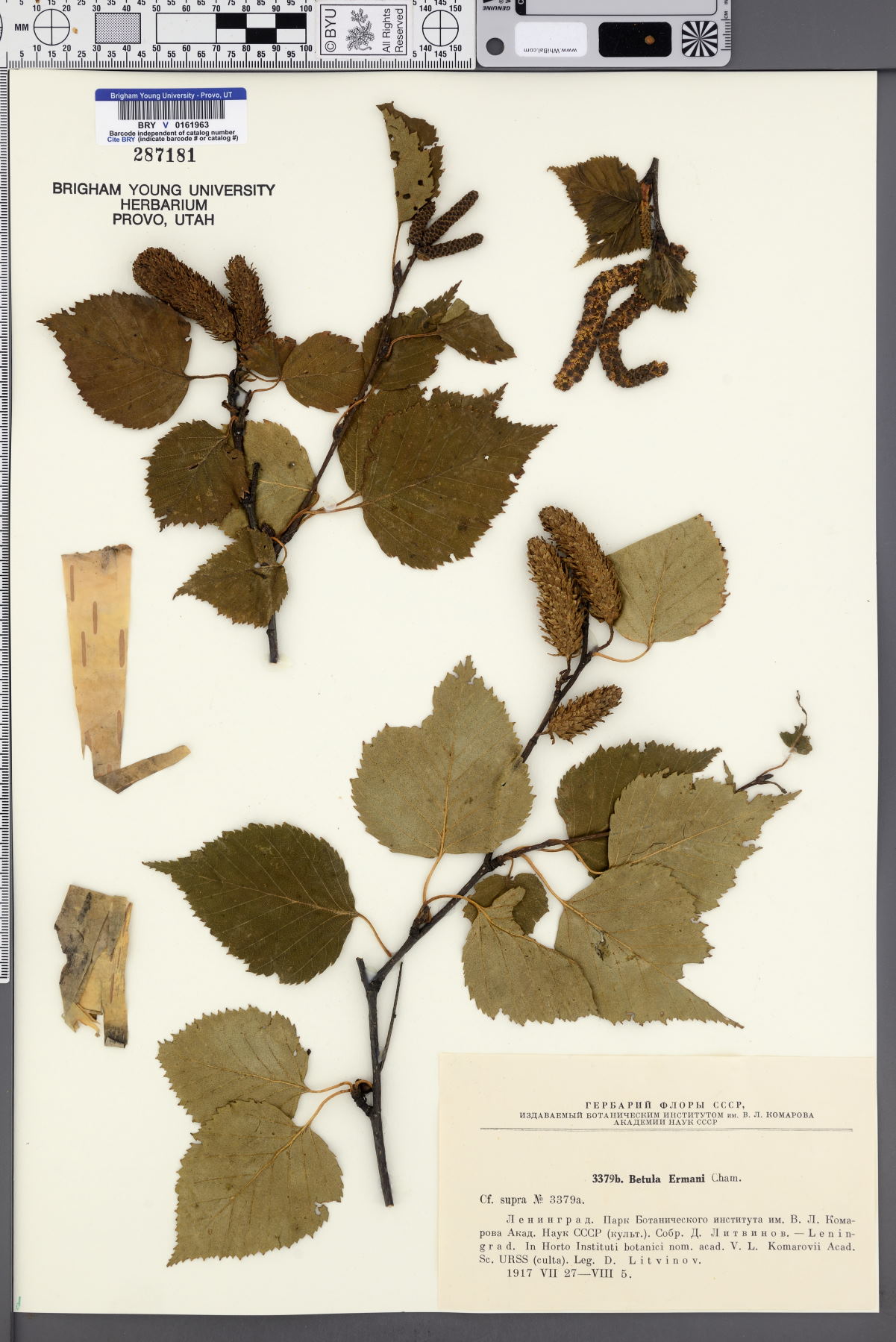 Betula ermanii image