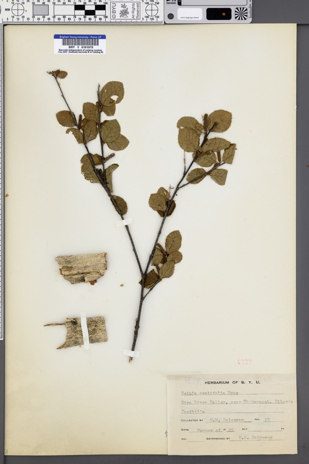 Betula ovalifolia image