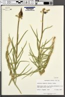 Asclepias asperula image