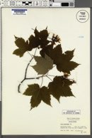 Acer spicatum image