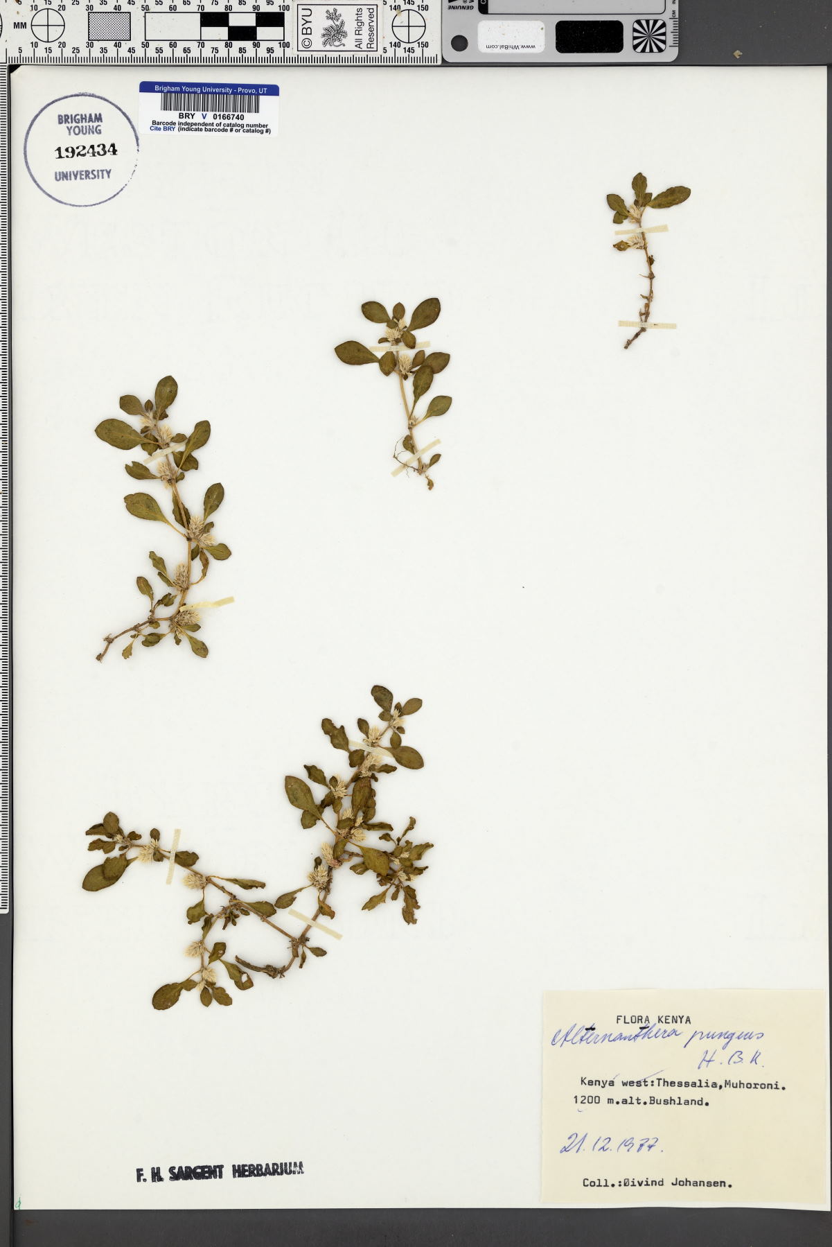 Alternanthera pungens image