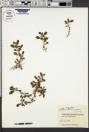 Alternanthera pungens image