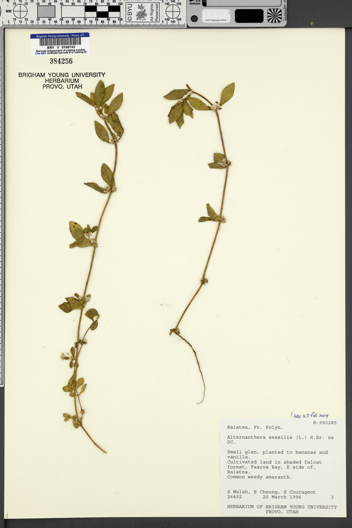 Alternanthera sessilis image