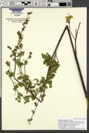 Thalictrum venulosum image