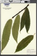 Castanea sativa image