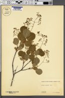 Cotinus coggygria image