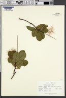 Cotinus coggygria image