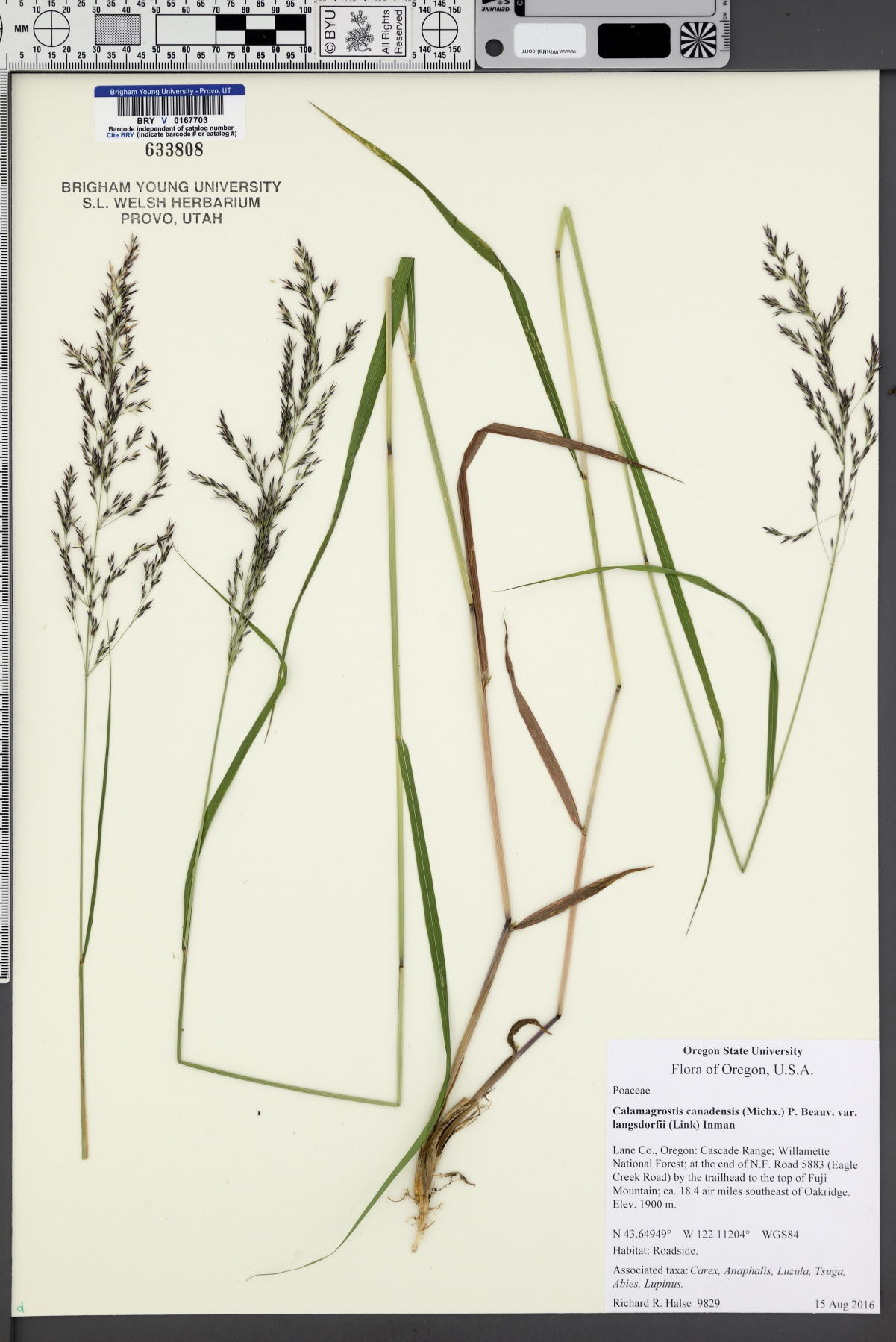 Calamagrostis canadensis var. langsdorffii image