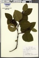 Alnus crispa image