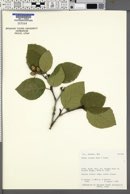 Alnus crispa image