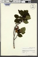 Alnus crispa image