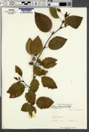 Alnus crispa image