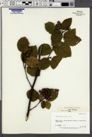 Alnus crispa image