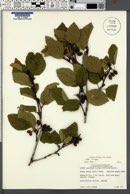 Alnus crispa image