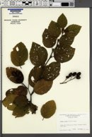 Alnus crispa image