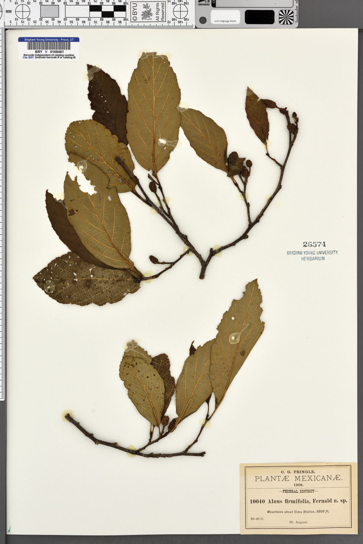 Alnus firmifolia image