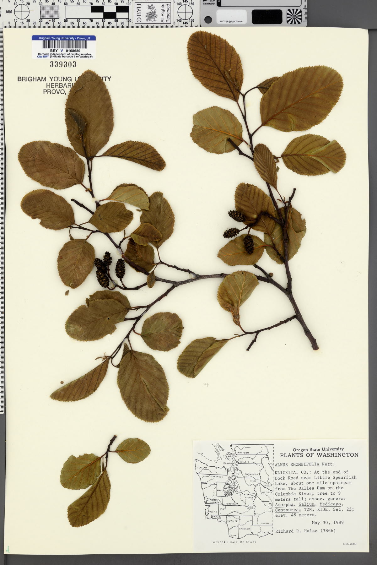 Alnus rhombifolia image