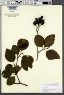 Alnus rubra image