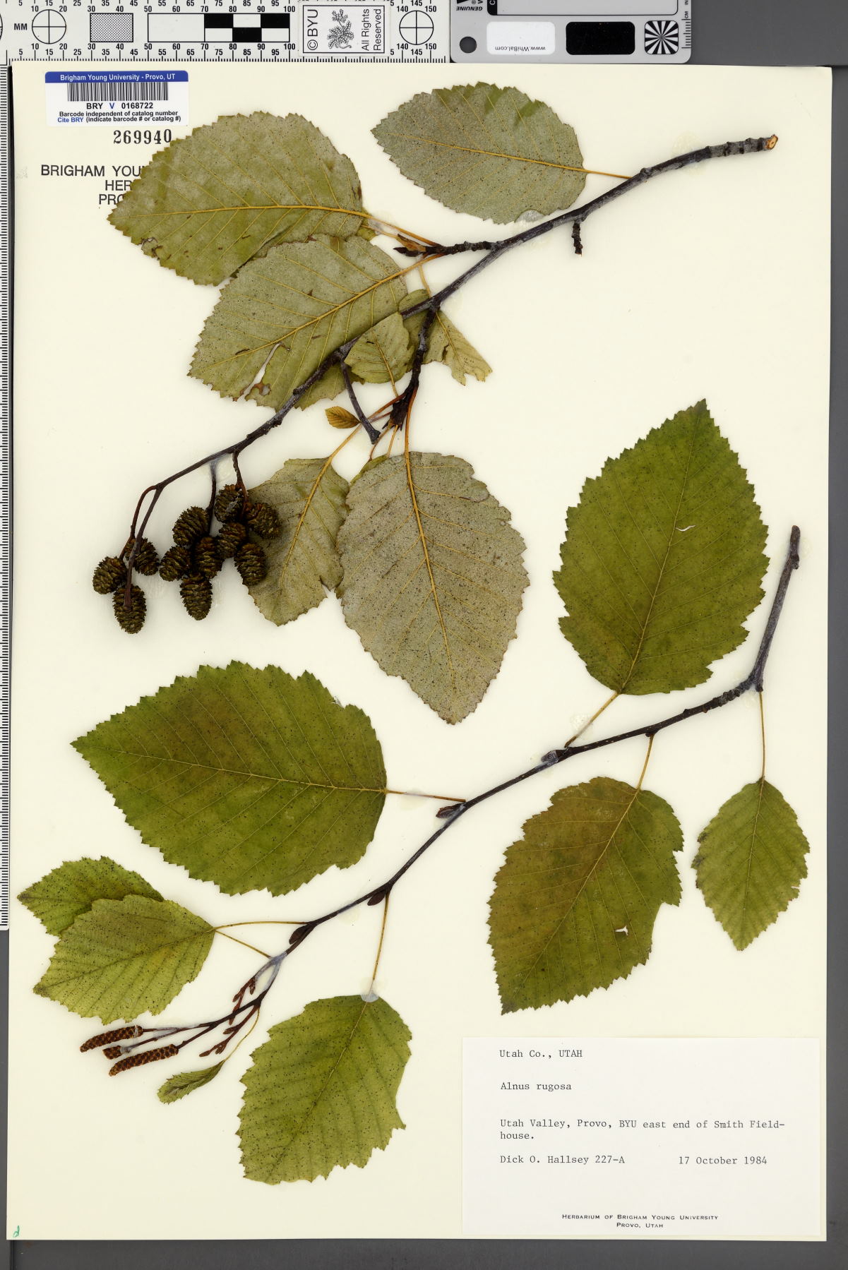 Alnus rugosa image