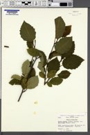 Alnus rugosa image