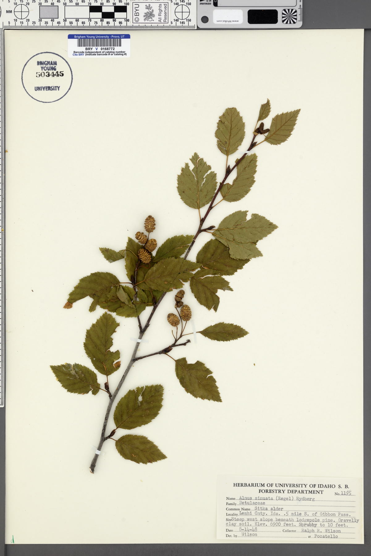 Alnus sinuata image