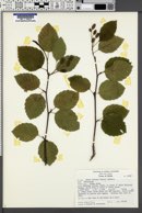 Alnus sinuata image