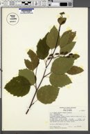 Alnus sinuata image