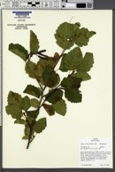 Alnus viridis image