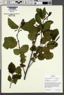 Alnus viridis image