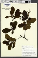 Alnus viridis image