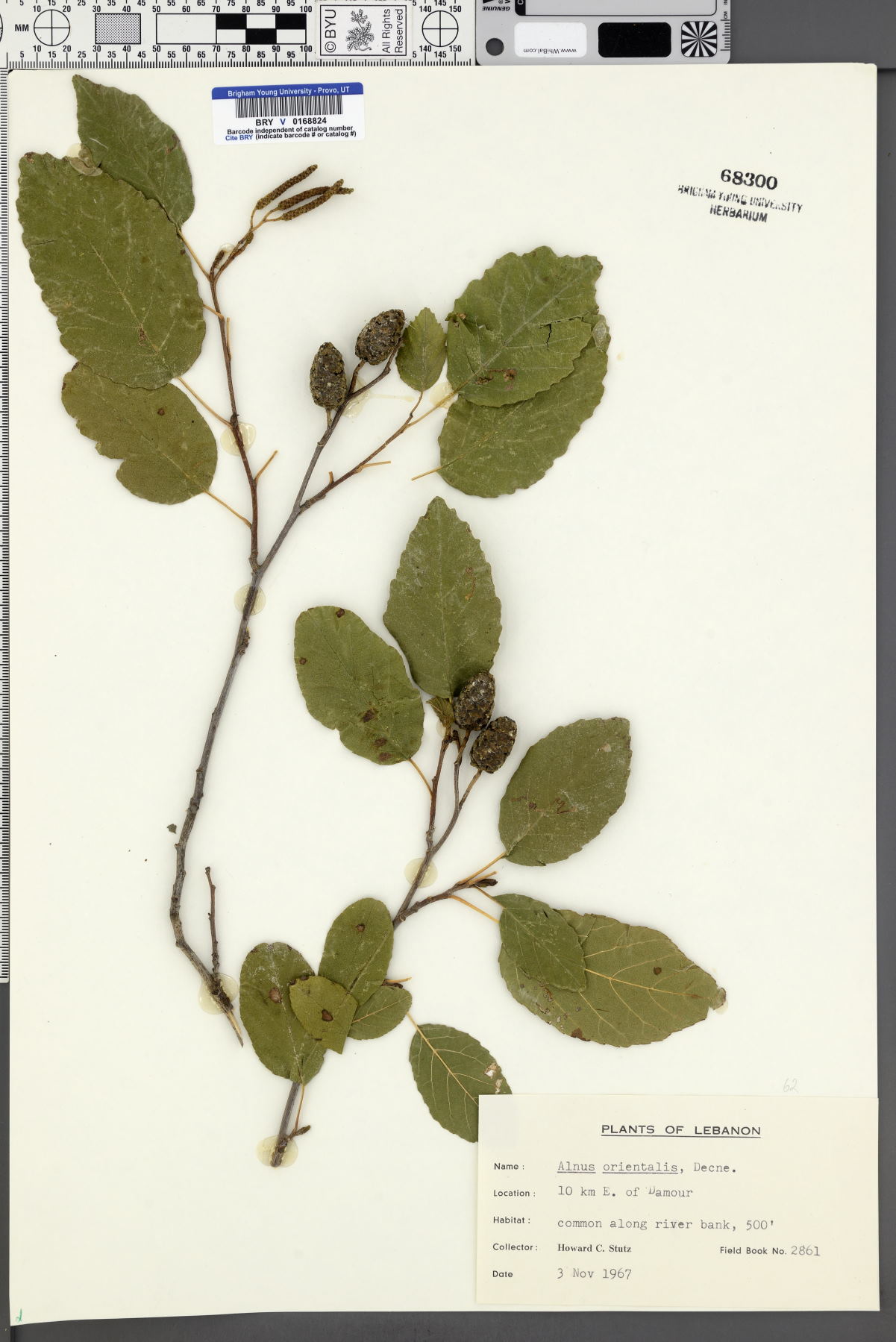 Alnus orientalis image