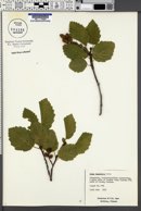 Alnus incana subsp. tenuifolia image