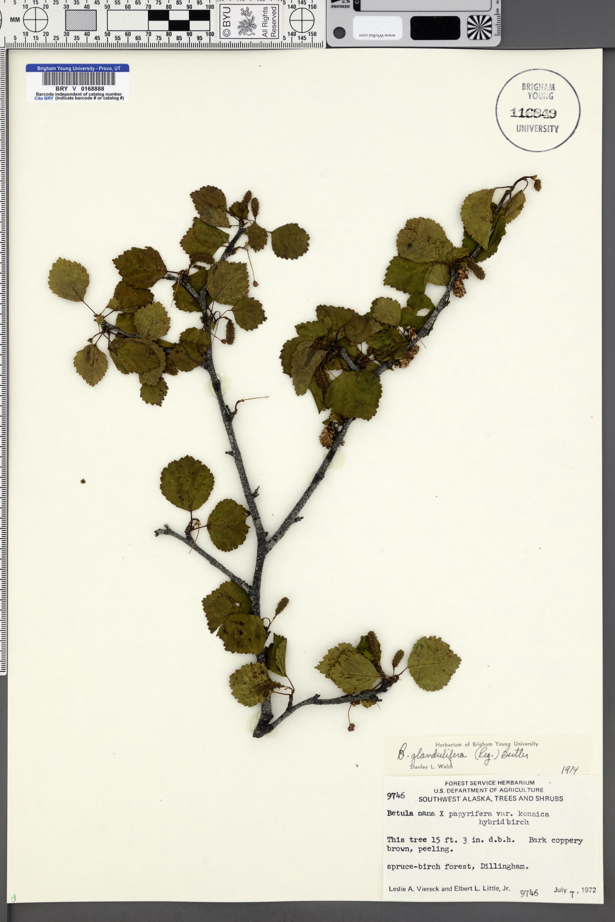 Betula glandulifera image