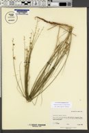 Ladeania juncea image