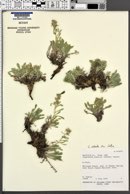 Oreocarya depressa image