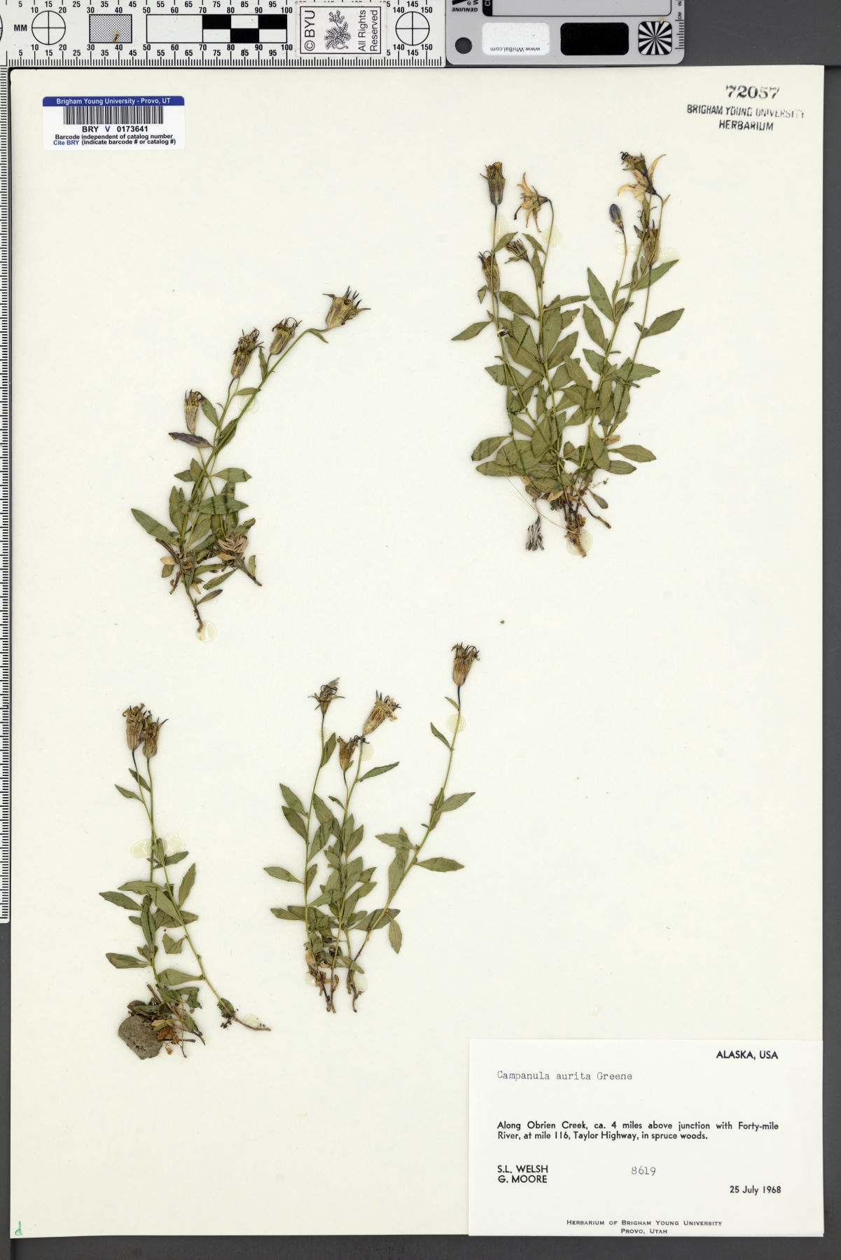 Campanula aurita image