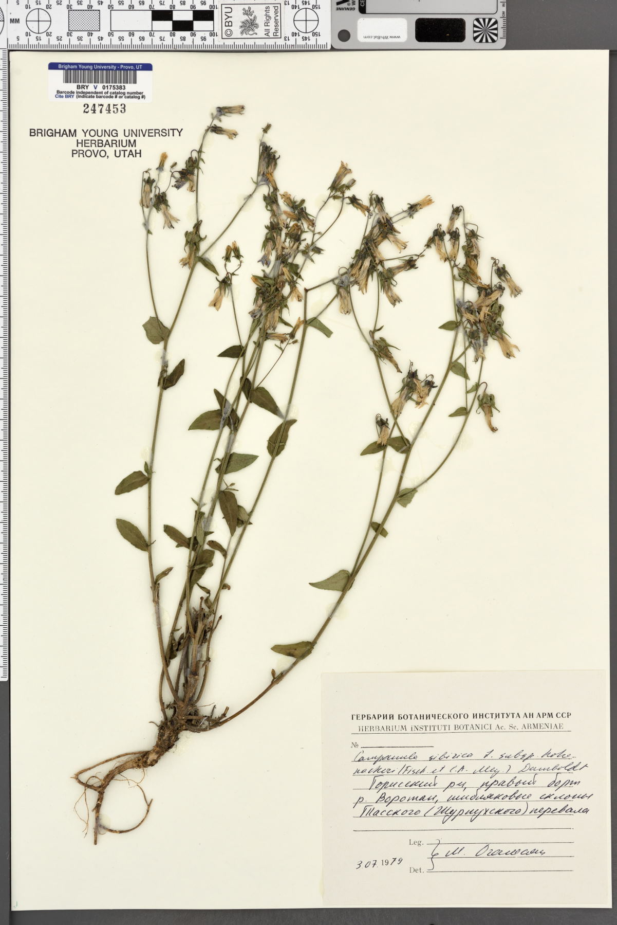 Campanula sibirica image