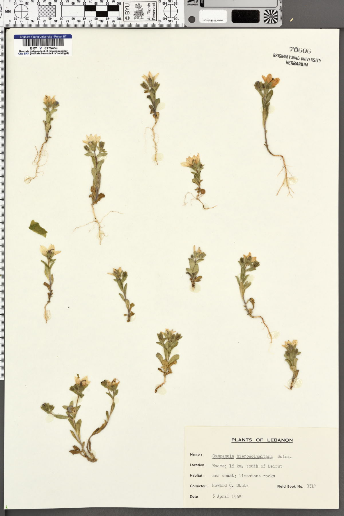 Campanula hierosolymitana image