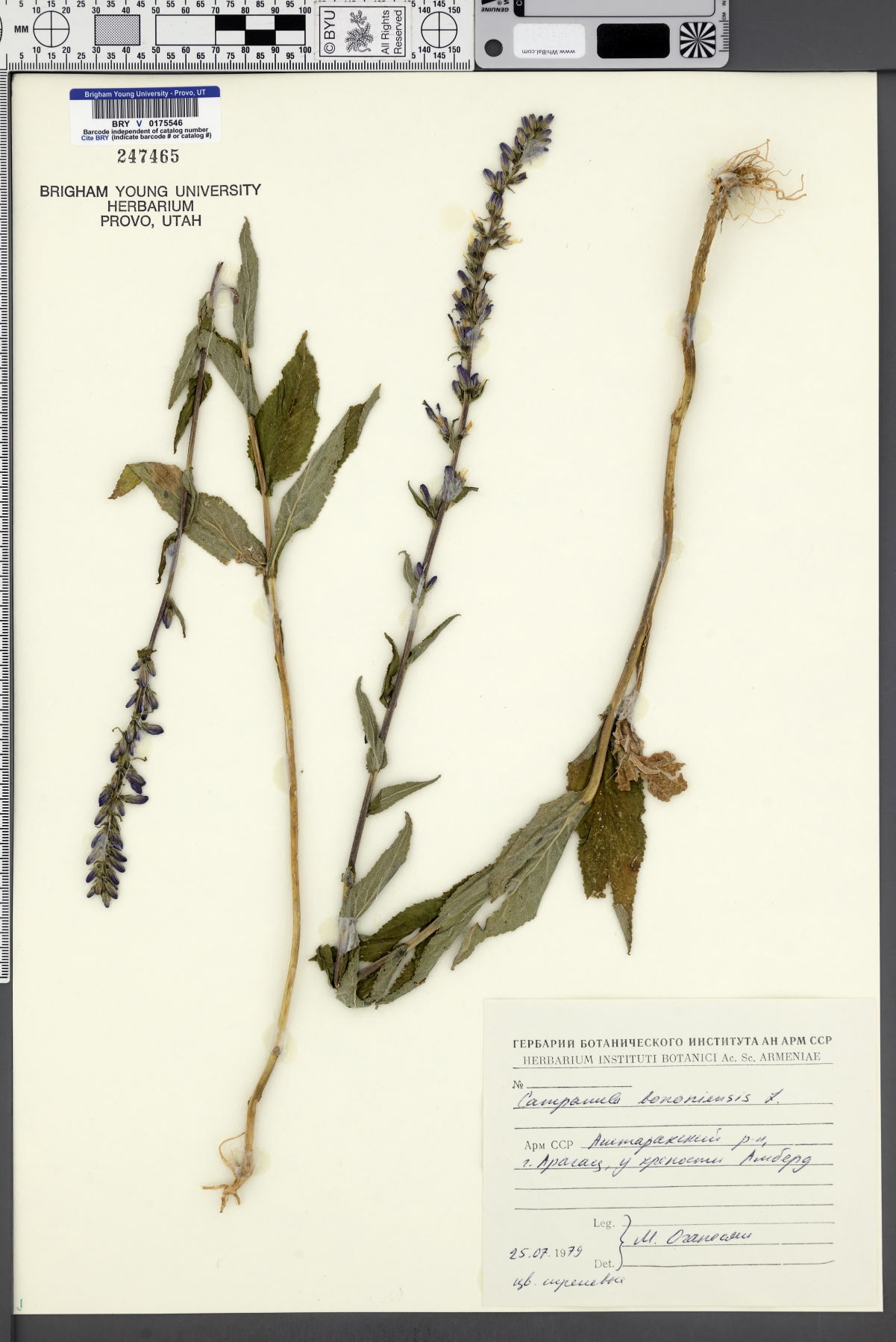 Campanula bononiensis image