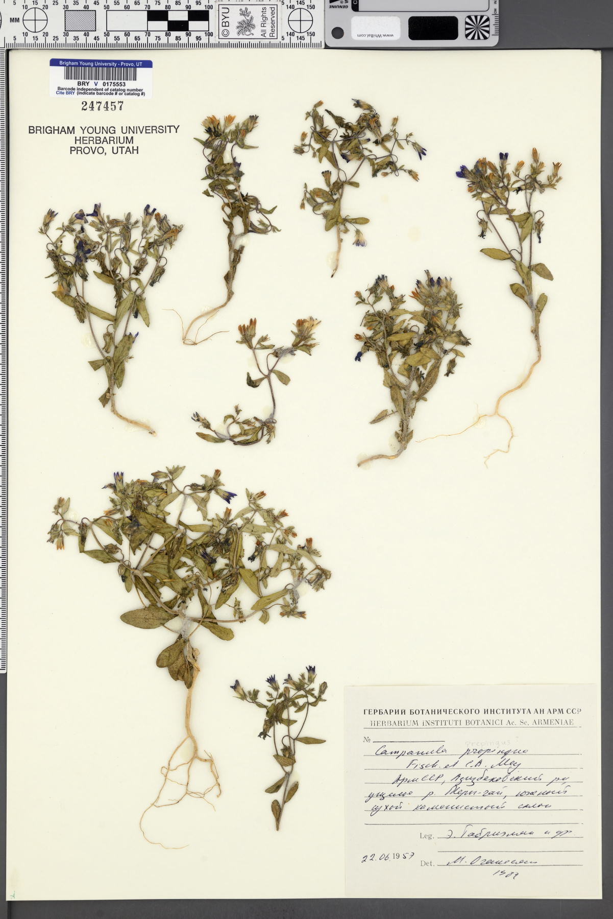 Campanula propinqua image