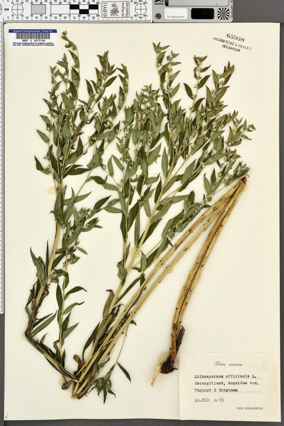 Lithospermum officinale image